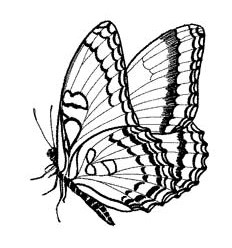 Schmetterling Stempel